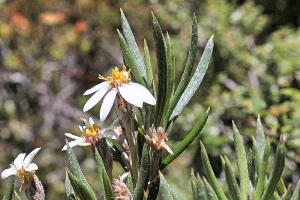 Australian Plants Asteliaceae
